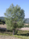 http://www.dovasuperiore.it/GIF%20VARIE/albero-picc.gif